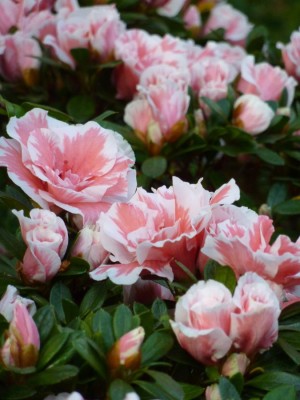 Rhododendron simsii rosa mit weißem Saum gefüllt 21.jpg