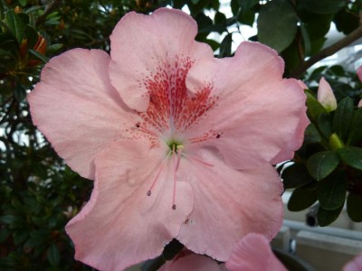 Rhododendron simsii rosa mit Saftmahl ungefüllt1.jpg
