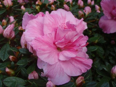 Rhododendron simsii rosa gefüllt1.jpg