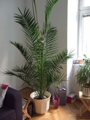 Palme am Standort.JPG
