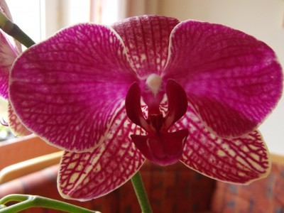 Phalaenopsis_3.JPG