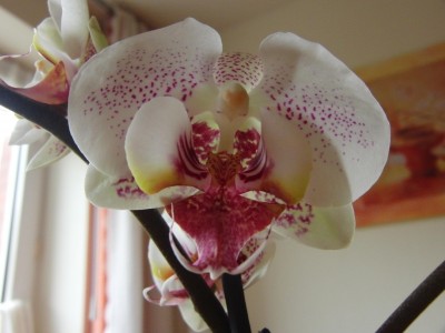 Phalaenopsis_2.JPG