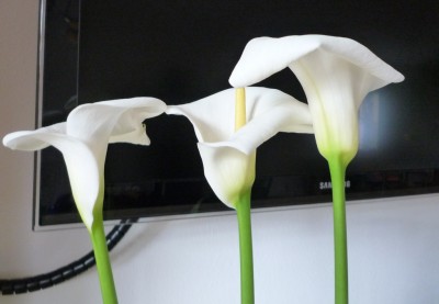 Zantedeschia Calla.JPG