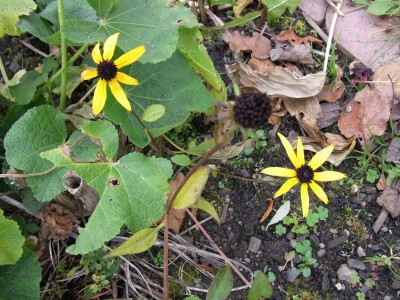 Gelber Sonnenhut.jpg