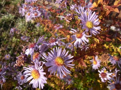 Herbstaster 2.jpg