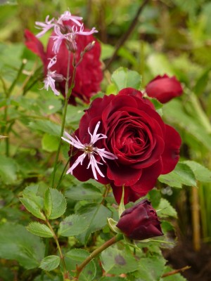 Lychnis fos cucculi.jpg