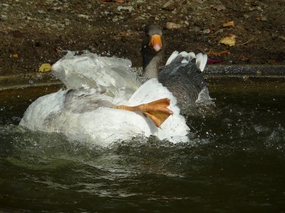 Der Sturz des Phönix.jpg