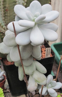 IMG_6144a Pachyphytum oviferum.jpg