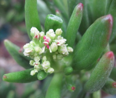 IMG_6155a Crassula portulacea f. monstrosa.jpg