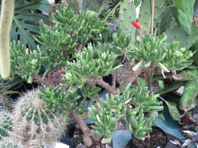 IMG_6153 Crassula portulacea f. monstrosa.jpg