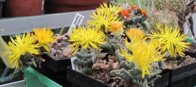 IMG_6137a Faucaria tigrina.jpg
