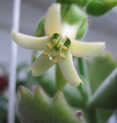 IMG_6123a Cotyledon ladysmihtiensis.jpg