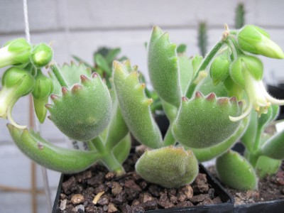 IMG_6121 Cotyledon ladysmihtiensis.jpg
