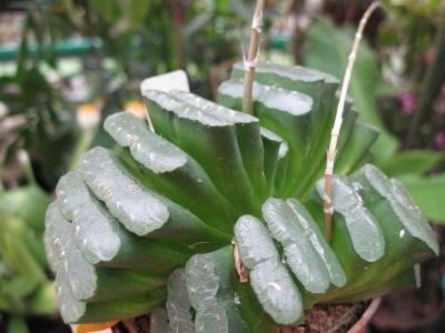 IMG_6129 Haworthia truncata var.truncata.jpg