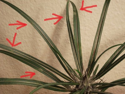 Pachypodium_1.jpg