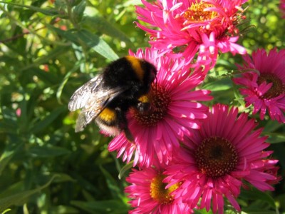 eine Hummel.JPG