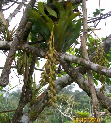 8. Unbekannte Bromeliacea, 102_0794.jpg