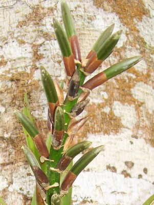 9. Unbekannte Bromeliacea, 102_0846 B.jpg