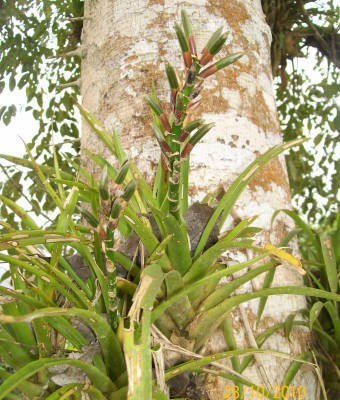 9. Unbekannte Bromeliacea, 102_0846.jpg