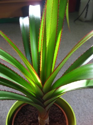 utilis2.jpg