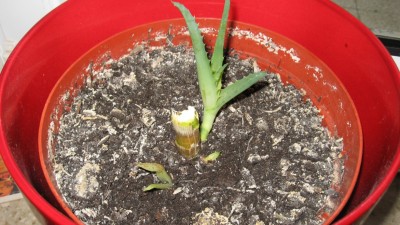 Aloe arborescens.JPG