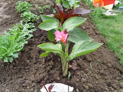 Canna 1.JPG