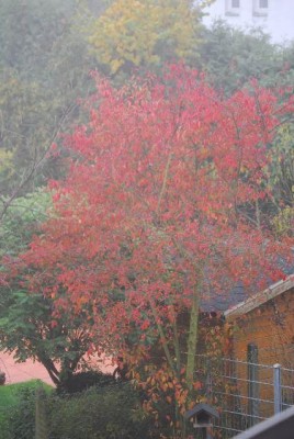Herbstzauber 096yy.jpg