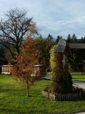 Metasequoia glyptosroboides.jpg