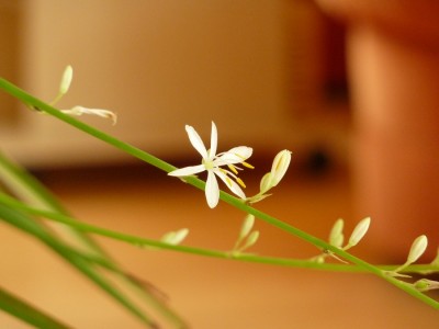 Chlorophytum comosum.jpg