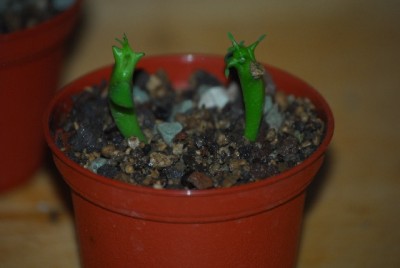 euphorbia 006yy.jpg
