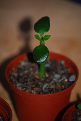 euphorbia 004yy.jpg