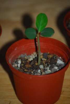 euphorbia 003yy.jpg