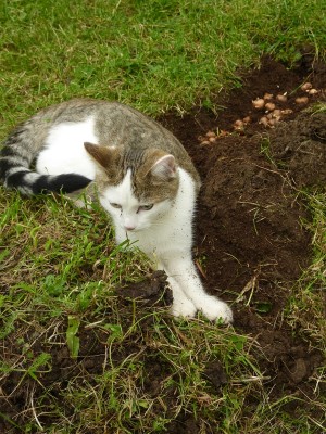 Baghira macht kurz Pause.jpg