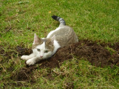 Baghira guckt süß.jpg