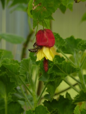Abutilon megapotamicum.jpg