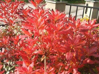 DSCF4385.jpg