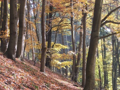 DSCF4455.jpg
