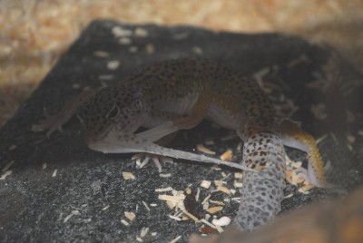 häutungyankee 026yy.jpg