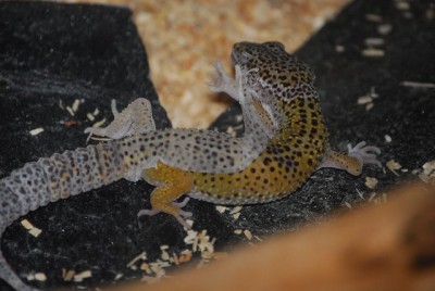 häutungyankee 013yy.jpg