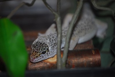 häutungyankee 009yy.jpg