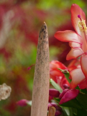 Amorphophallus.jpg
