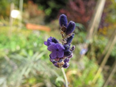 Lavendel.JPG