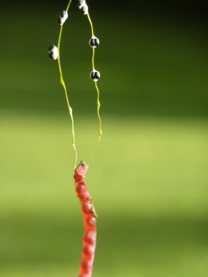 am seidenen Faden.jpg