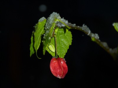 Abutilon megapotamicum.jpg
