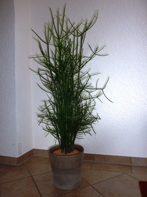 P1010891.JPG