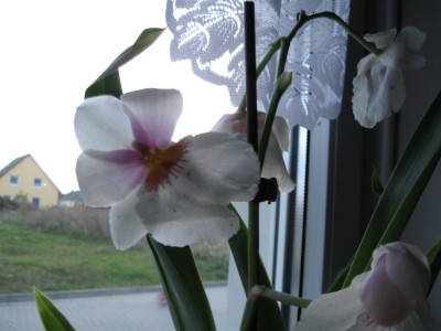 Kamera Canon meine Orchideen 071.jpg