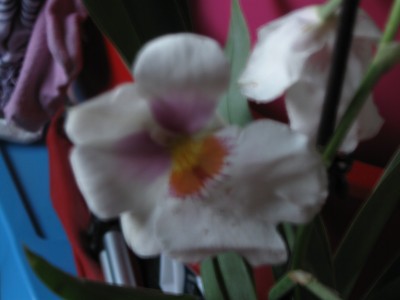 Kamera Canon meine Orchideen 072.jpg