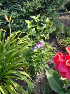 kleiner blauer Hibiskus.jpg