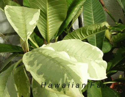 verkl Gold Marble.jpg