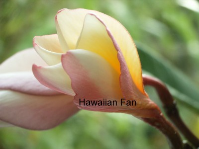 verk bild rote fl im H.jpg